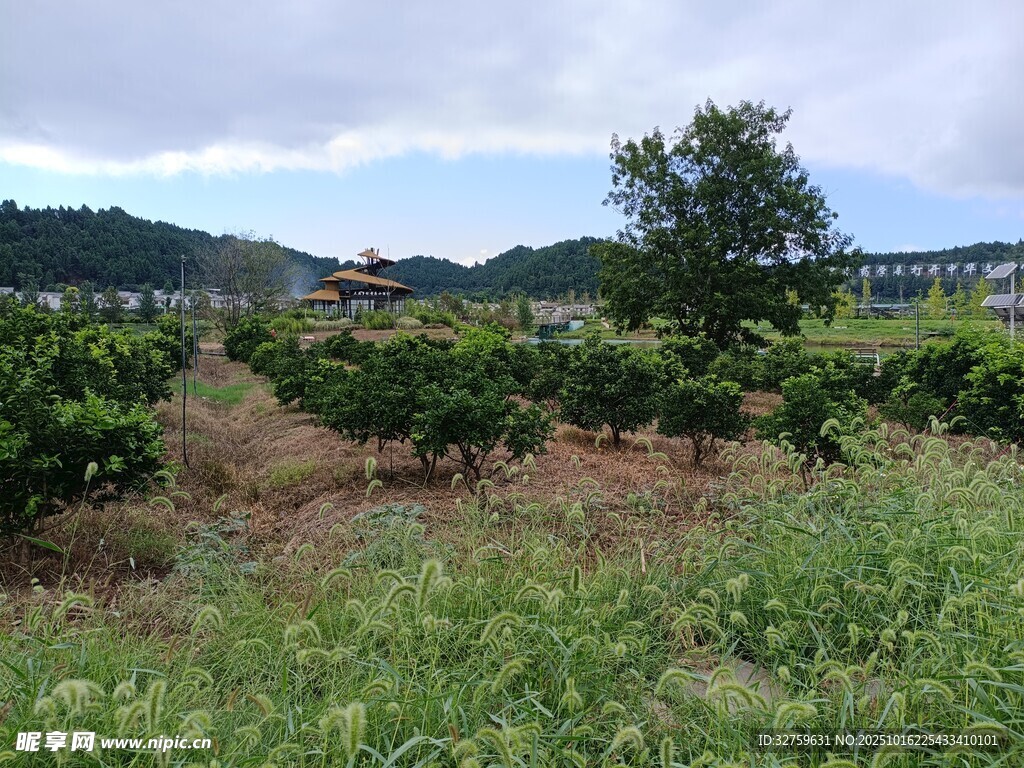 田园果园风光