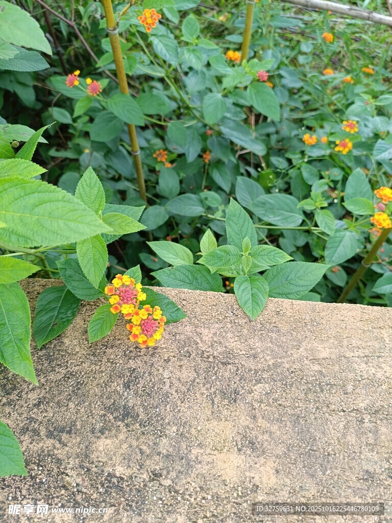 石旁绽放的鲜艳小花