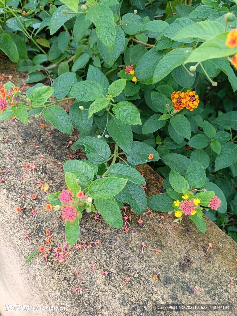 墙边绽放的多彩小花