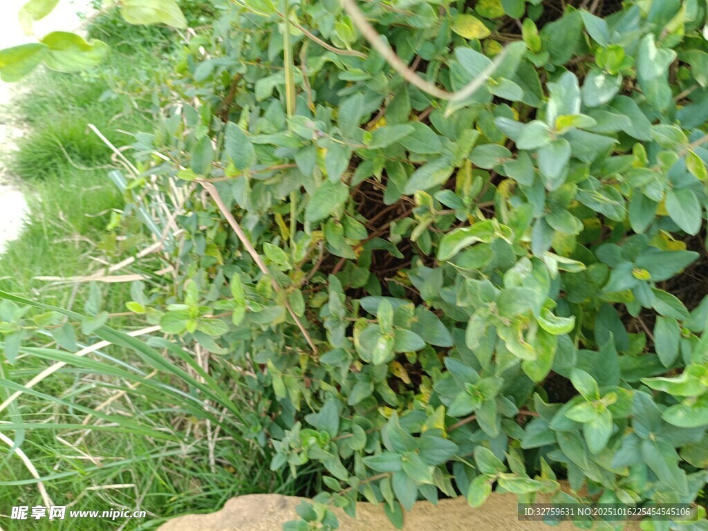 茂密绿植景象