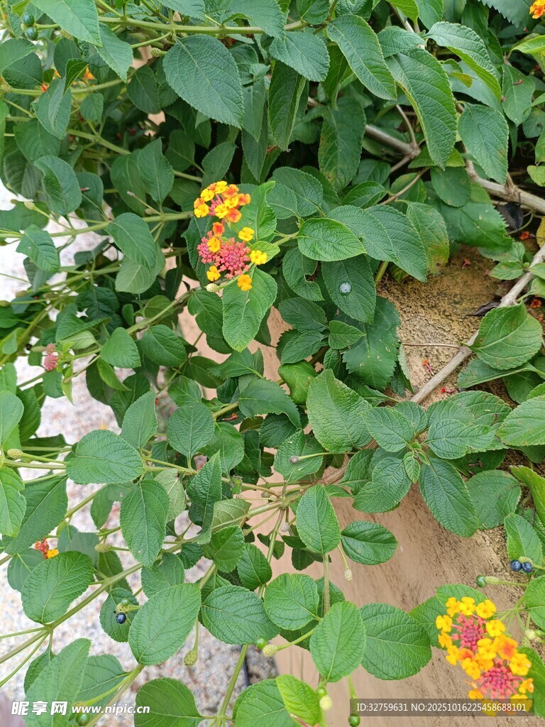 绿叶间的多彩小花