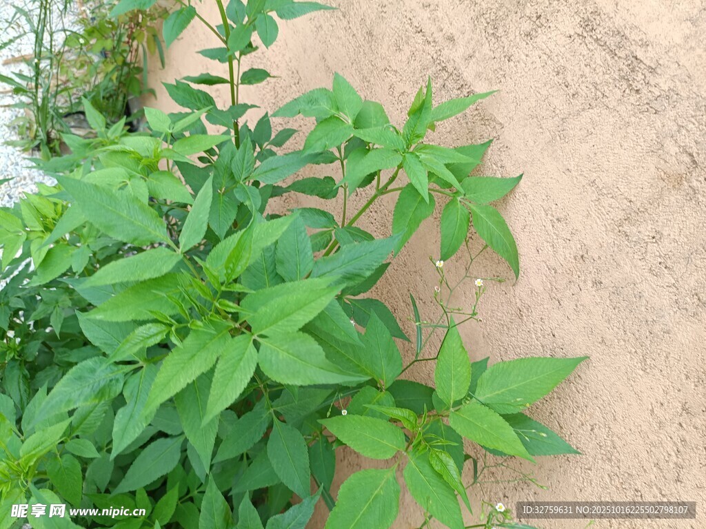墙边生长的绿色植物