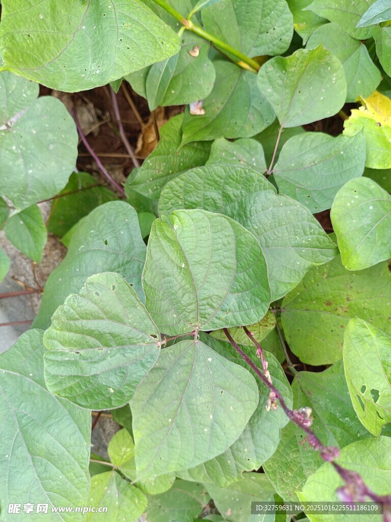 翠绿三叶草植物特写