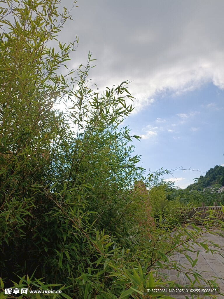 野外绿植与开阔天空景象