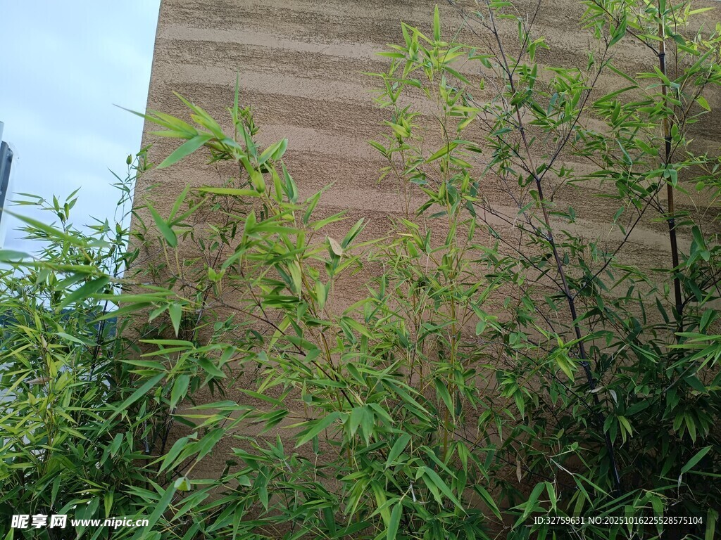 墙边绿植生机盎然