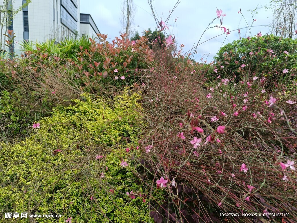 春日繁茂绿植与绽放花朵