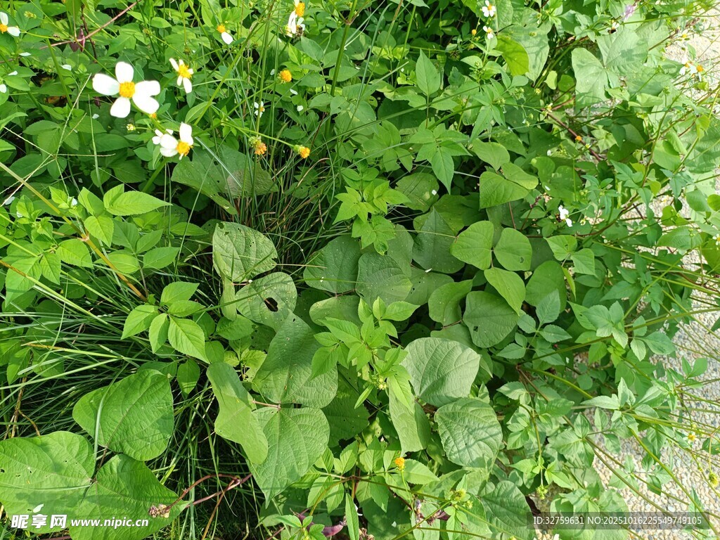 草丛中的小白花