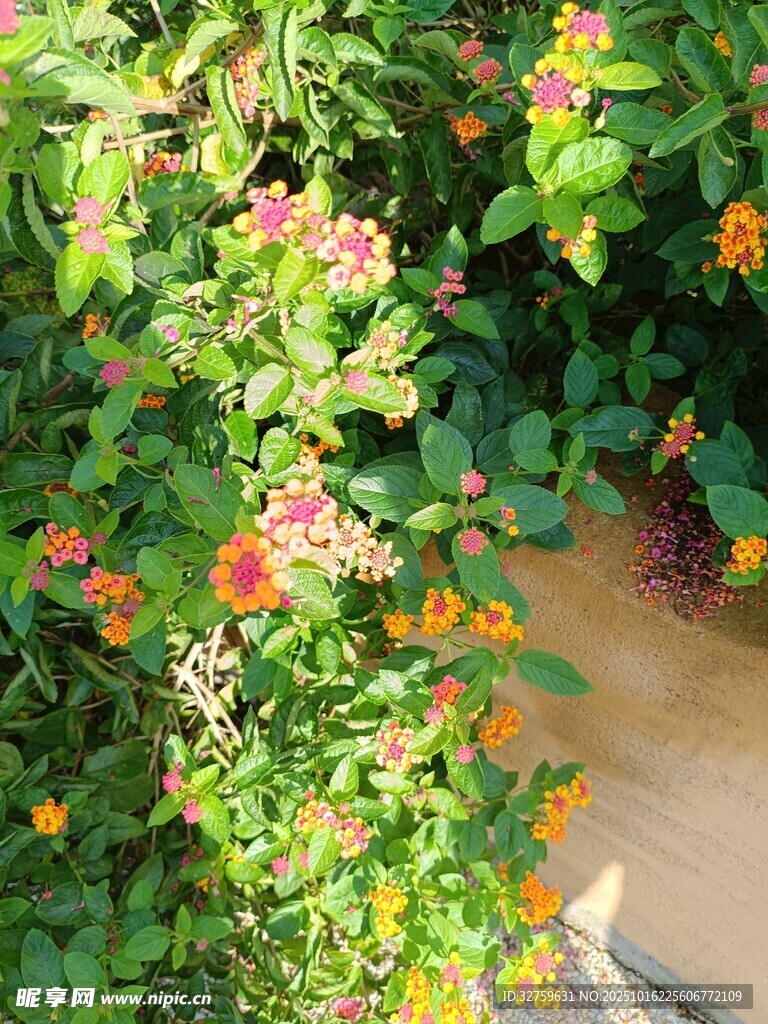 繁花绿叶的自然景致