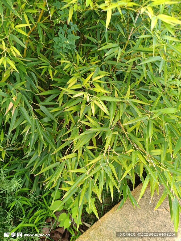 翠绿竹叶近景特写