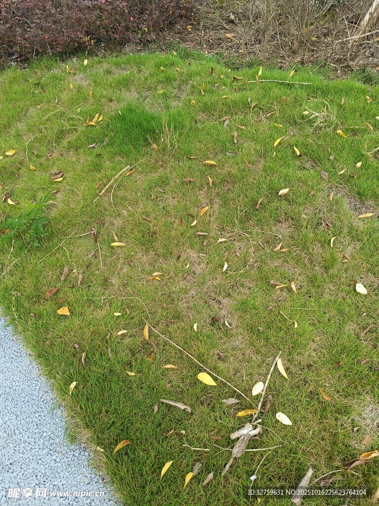 路边嫩绿草地与散落叶片