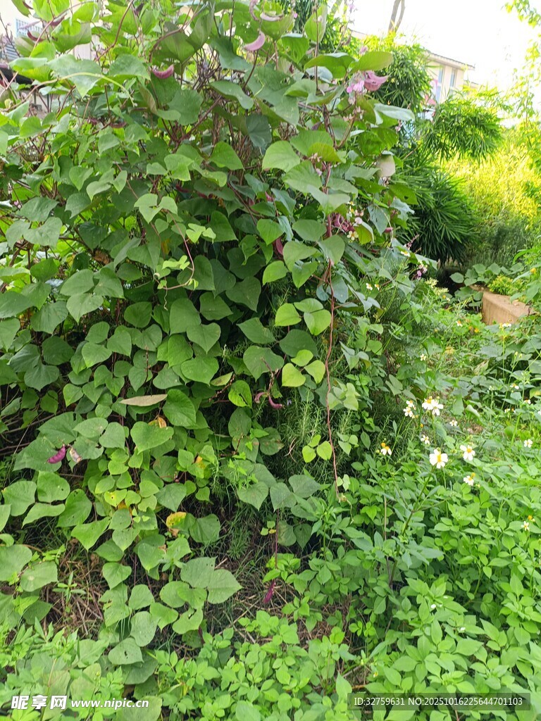 繁茂绿植景观