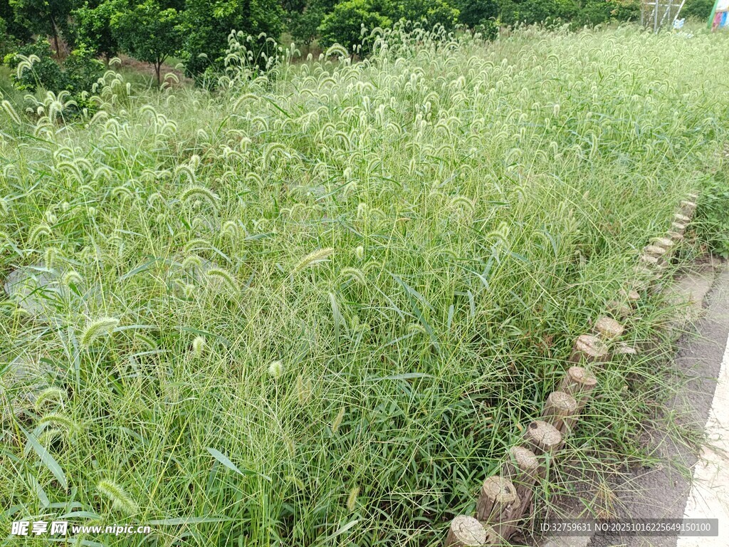 路边茂盛的绿色草丛