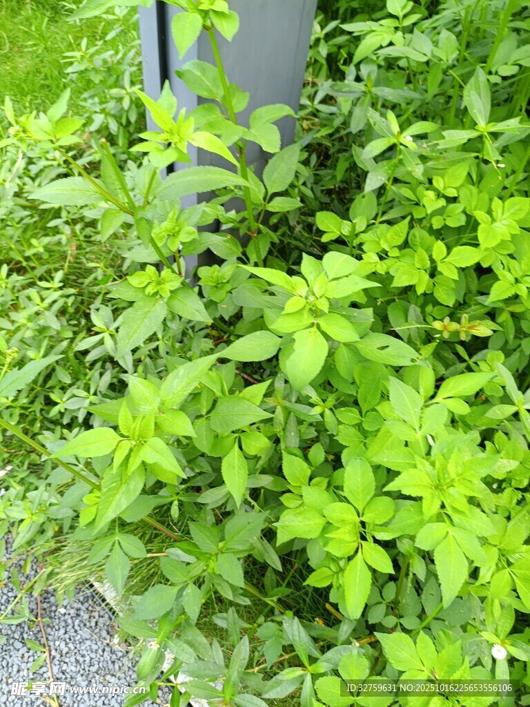 路边繁茂的绿色植物