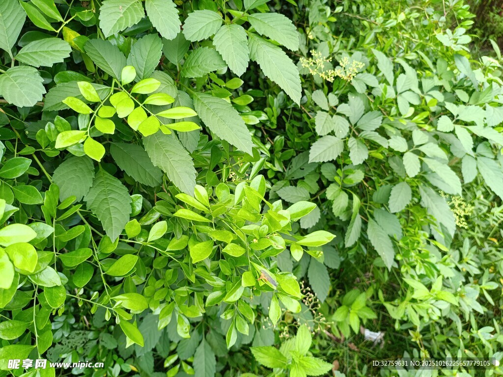 翠绿繁茂的植物景观