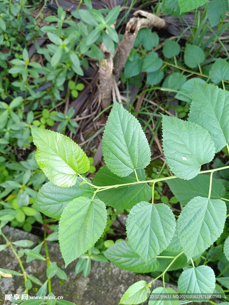 绿叶繁茂的野生植物