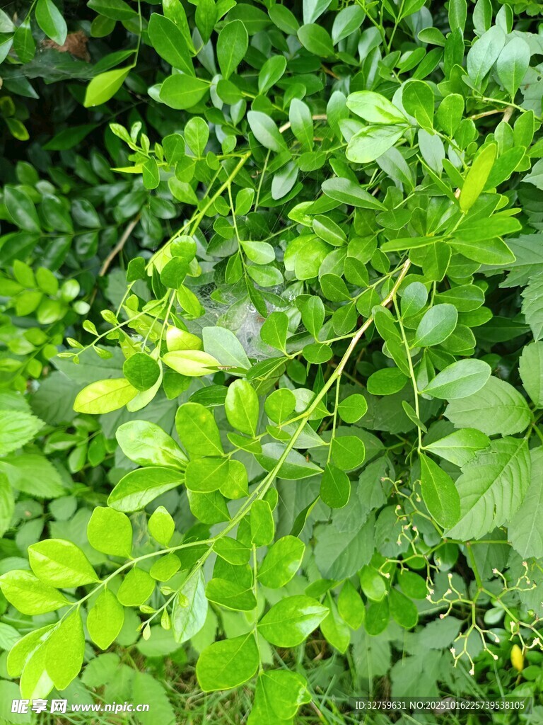 翠绿繁茂的植物景观