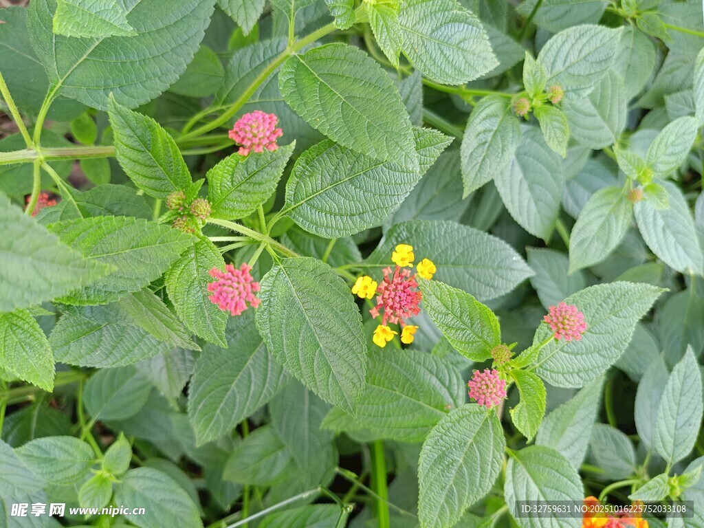 绿叶间的多彩小花