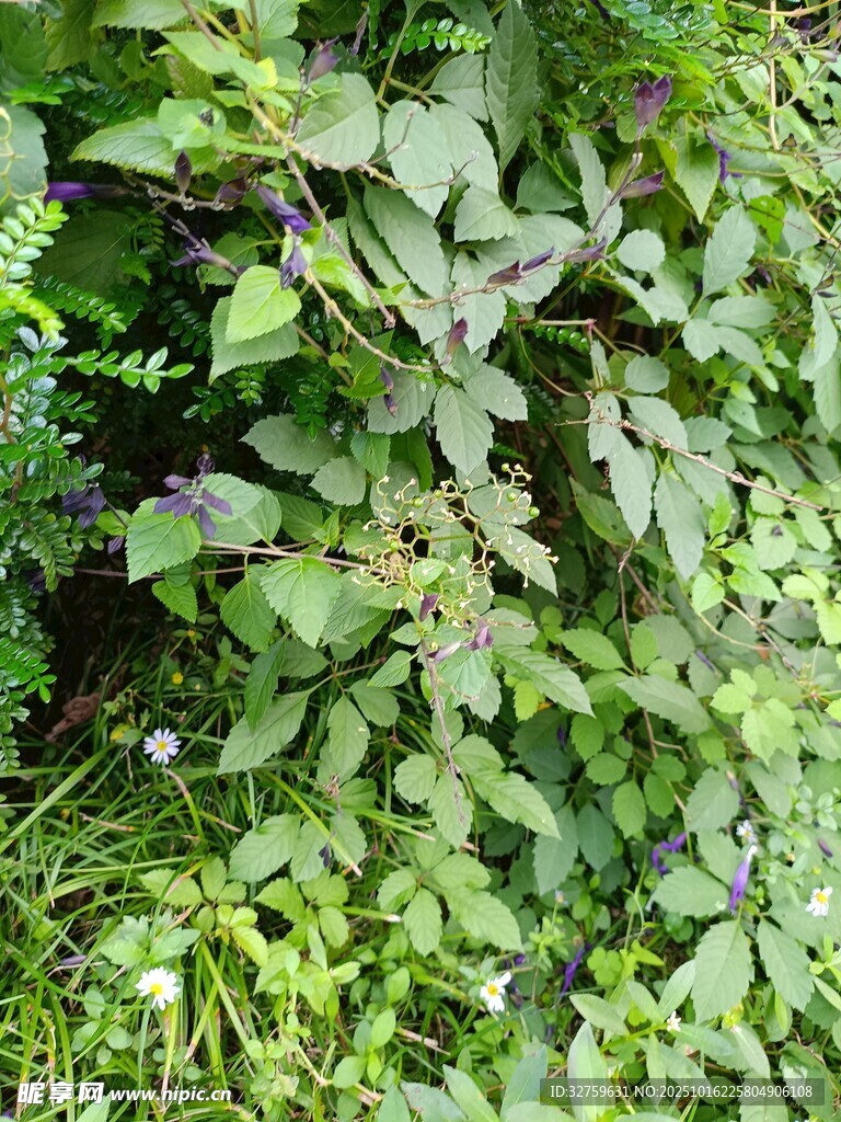 繁茂绿植景象