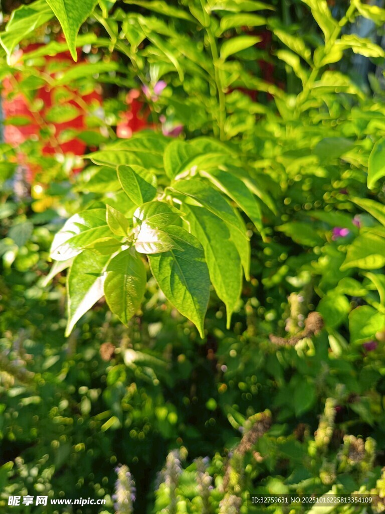 绿叶间的艳红花朵