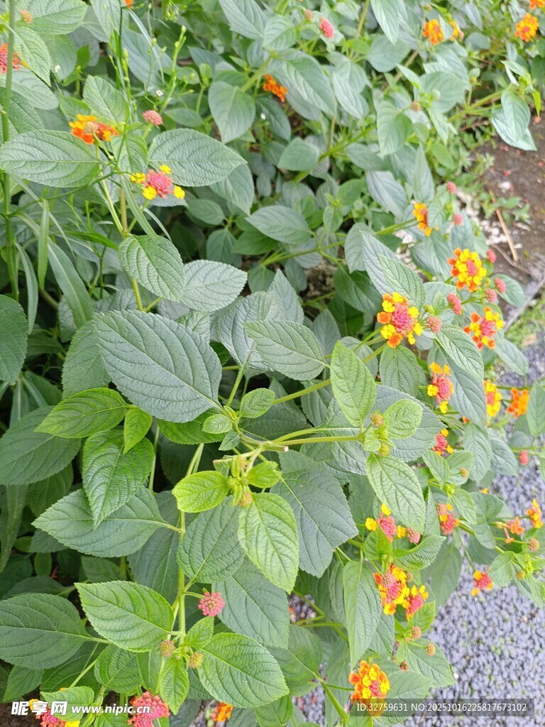 多彩花朵绽放绿叶间
