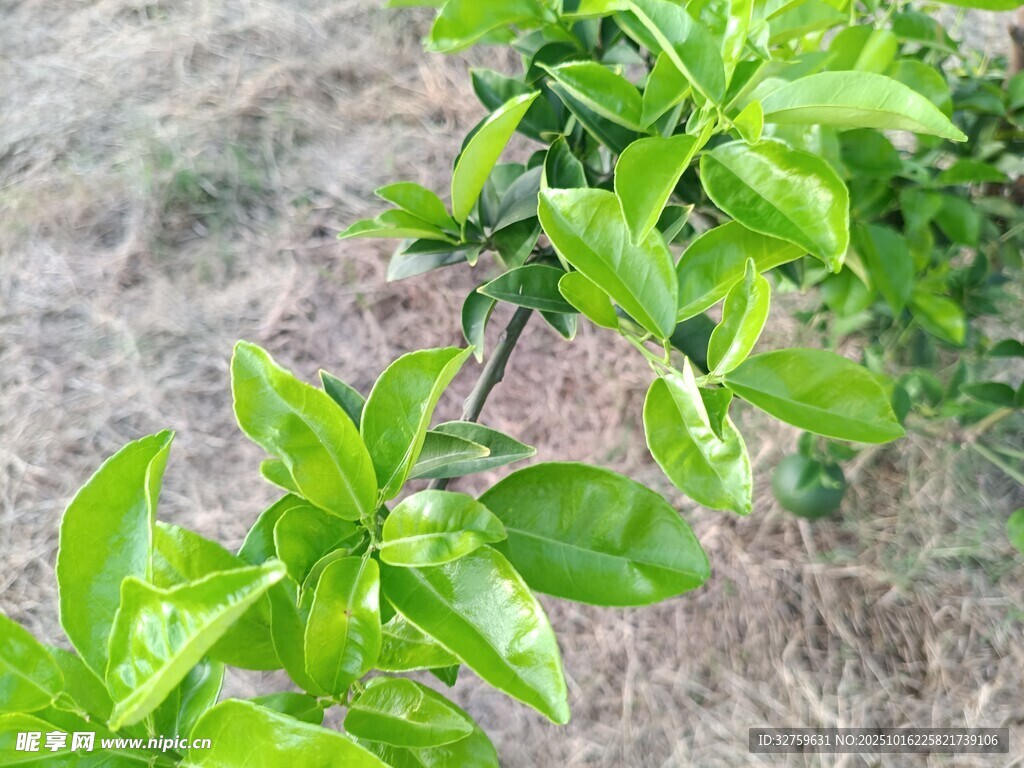 嫩绿枝叶生机盎然