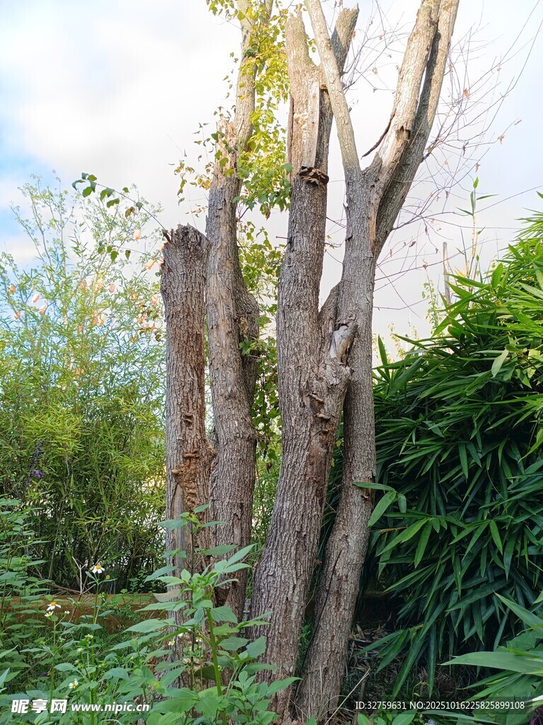 枯树挺立在绿植环绕间