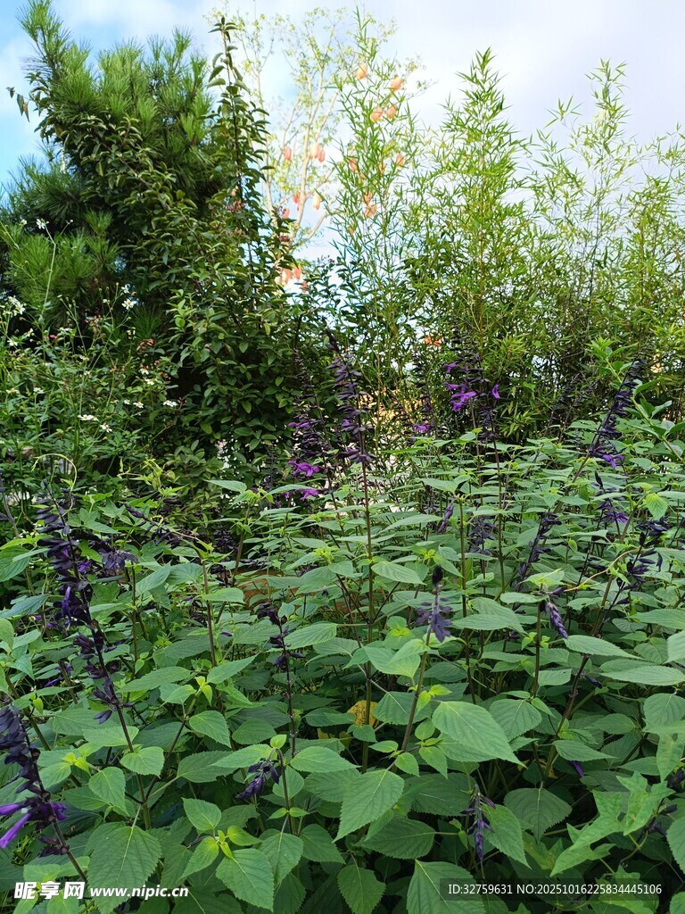 繁茂绿植与紫色花卉景观