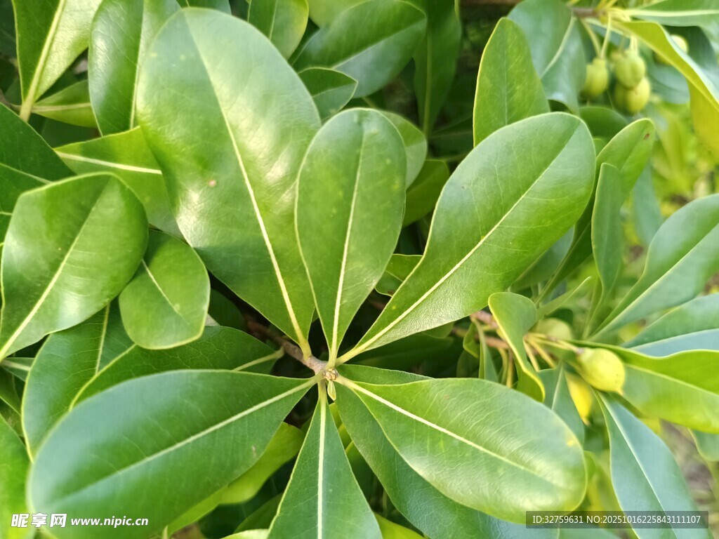 翠绿鹅掌柴叶片特写
