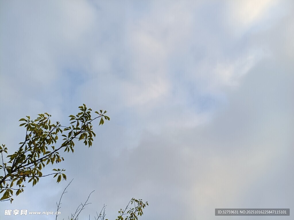 树梢上的天空美景