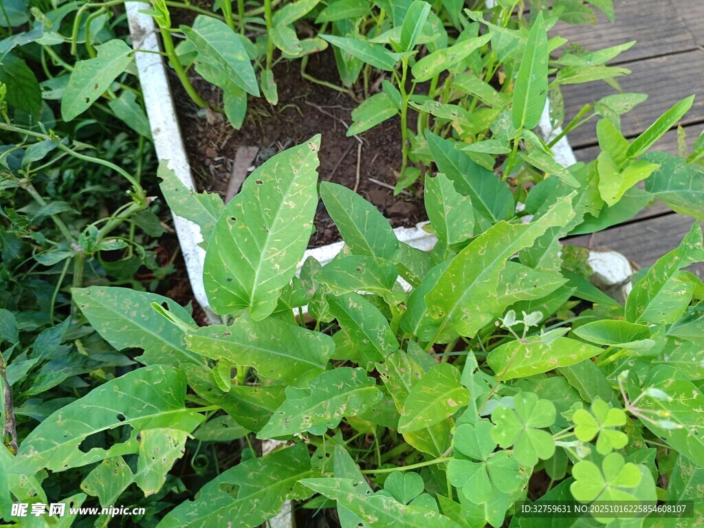 绿叶繁茂的庭院植物