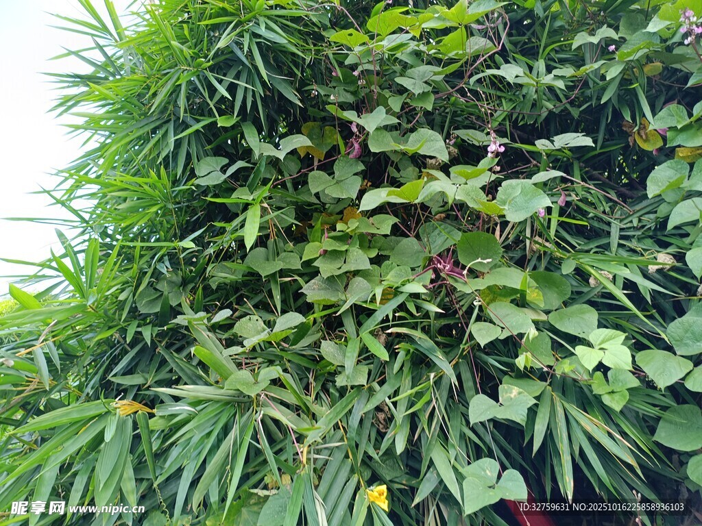 翠绿繁茂的植物墙景观