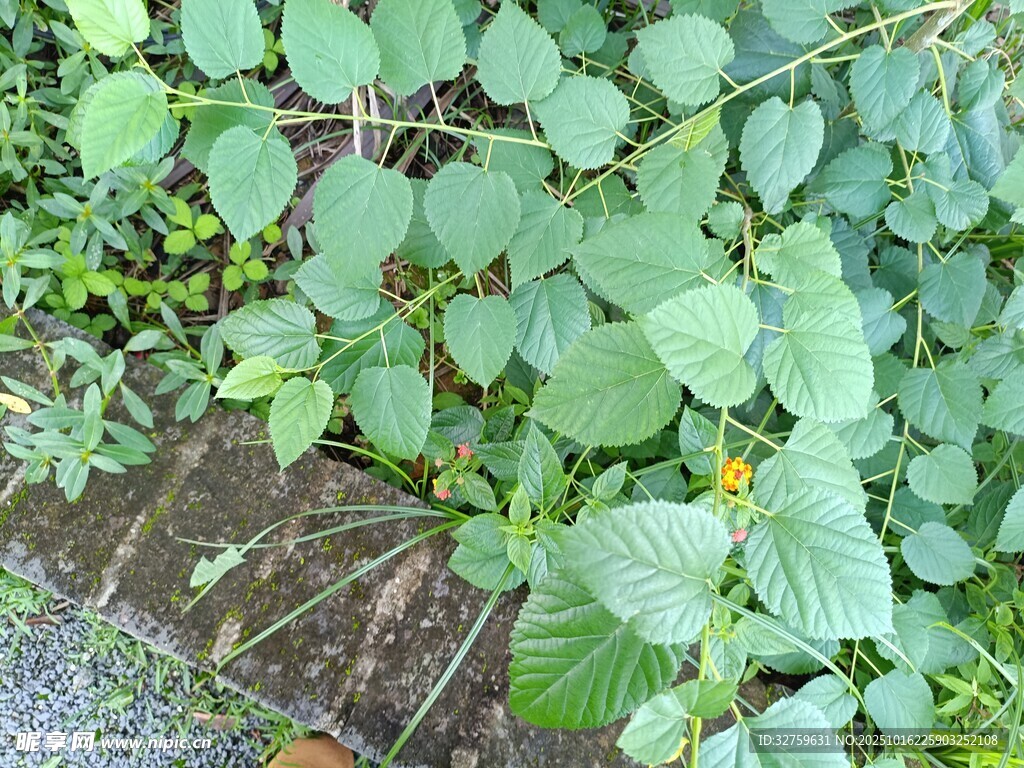 绿叶黄花植物近景