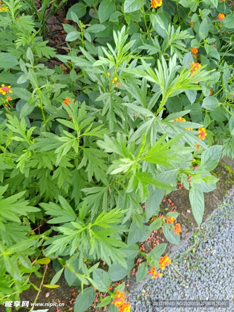 绿叶间的橙色小花