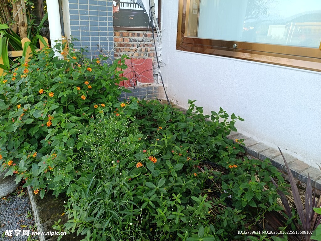 墙边绿植生机盎然