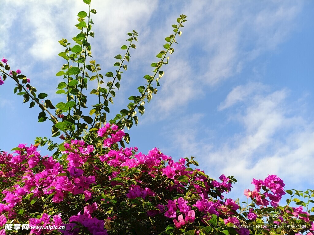 繁花映蓝天