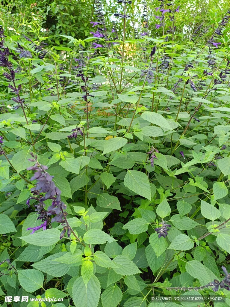 紫色花卉绿植景观