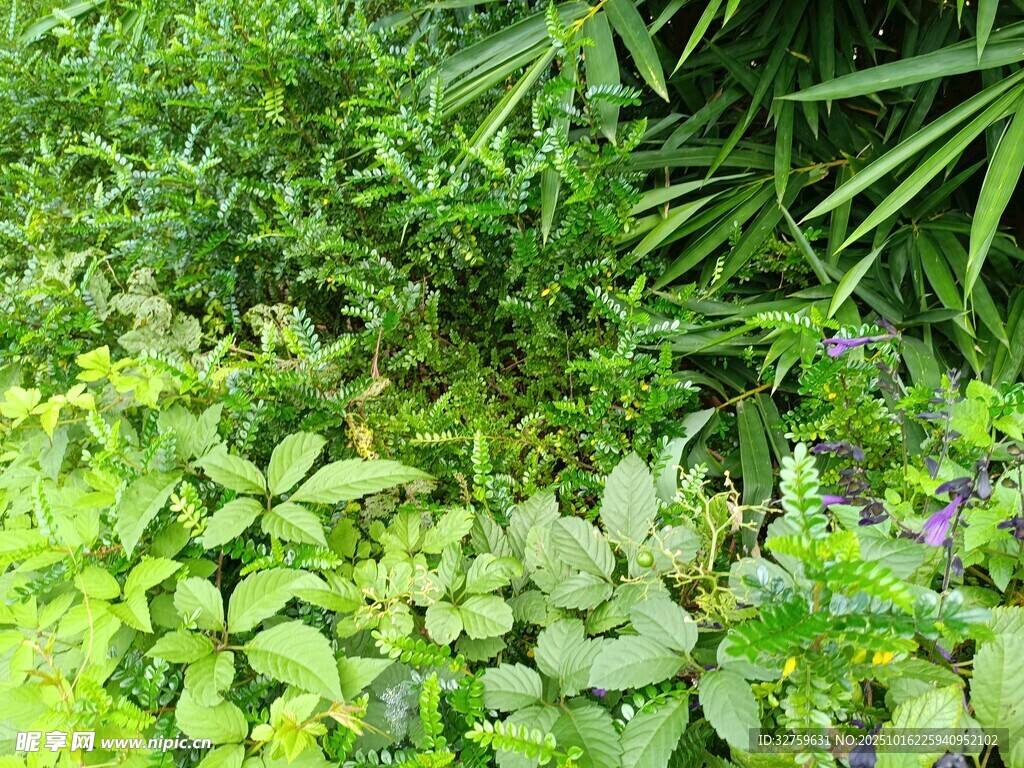 繁茂绿植景观