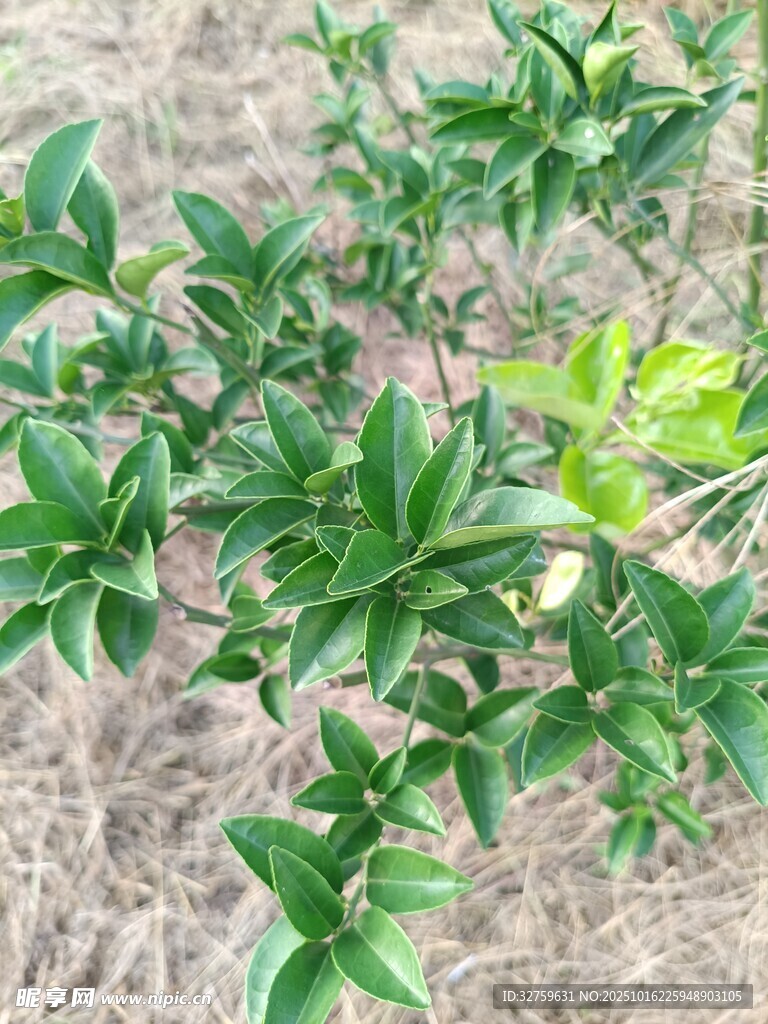 绿叶植物特写