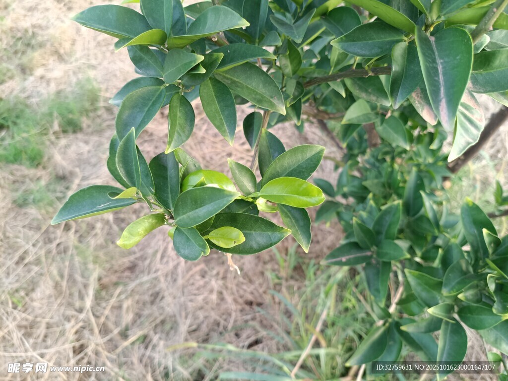 绿叶繁茂的植物