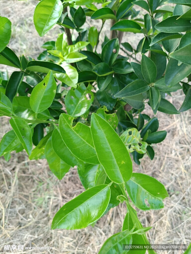 翠绿繁茂的植物枝叶