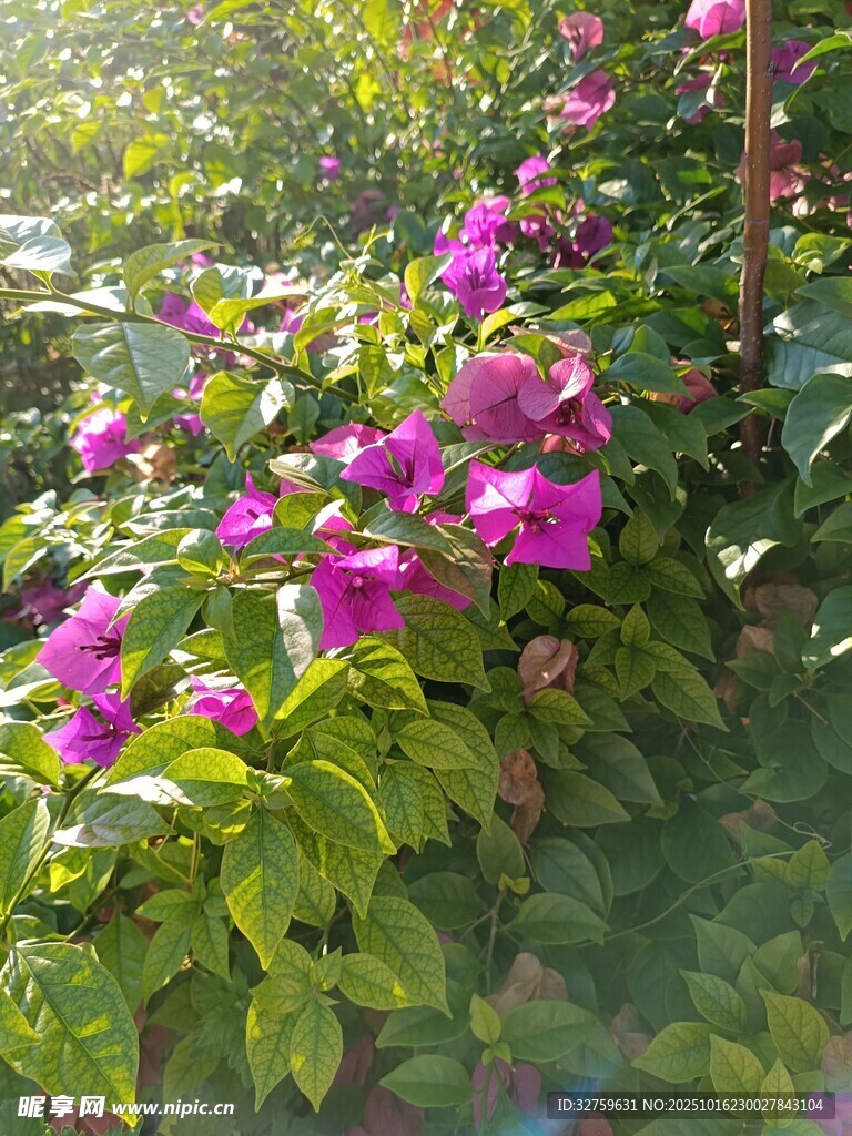 阳光下绽放的艳丽三角梅