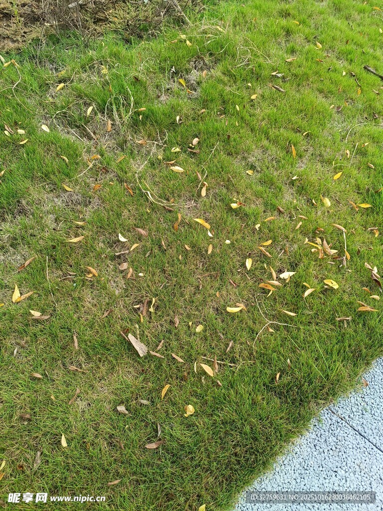 路边草地散落枯黄树叶