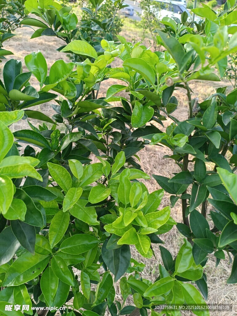 绿叶繁茂的植物景观