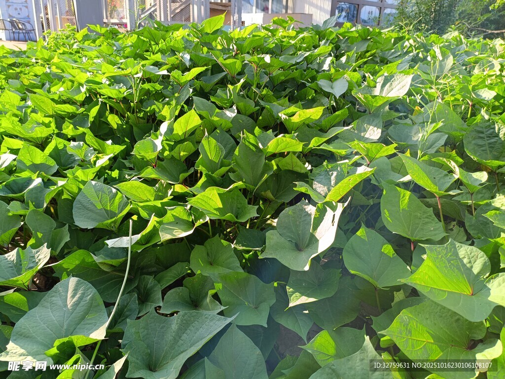 绿叶繁茂的植物景观