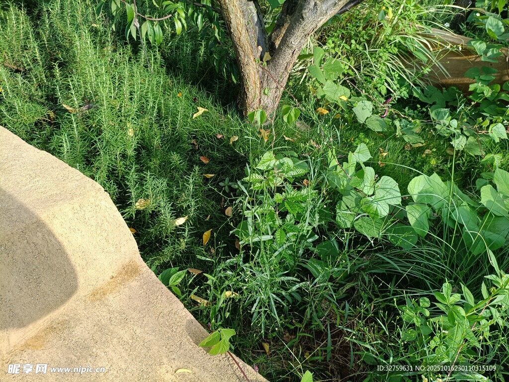 石边绿植景观