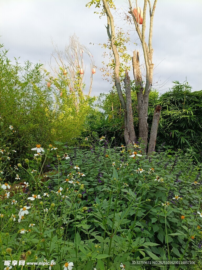 繁茂绿植中的枯树景象