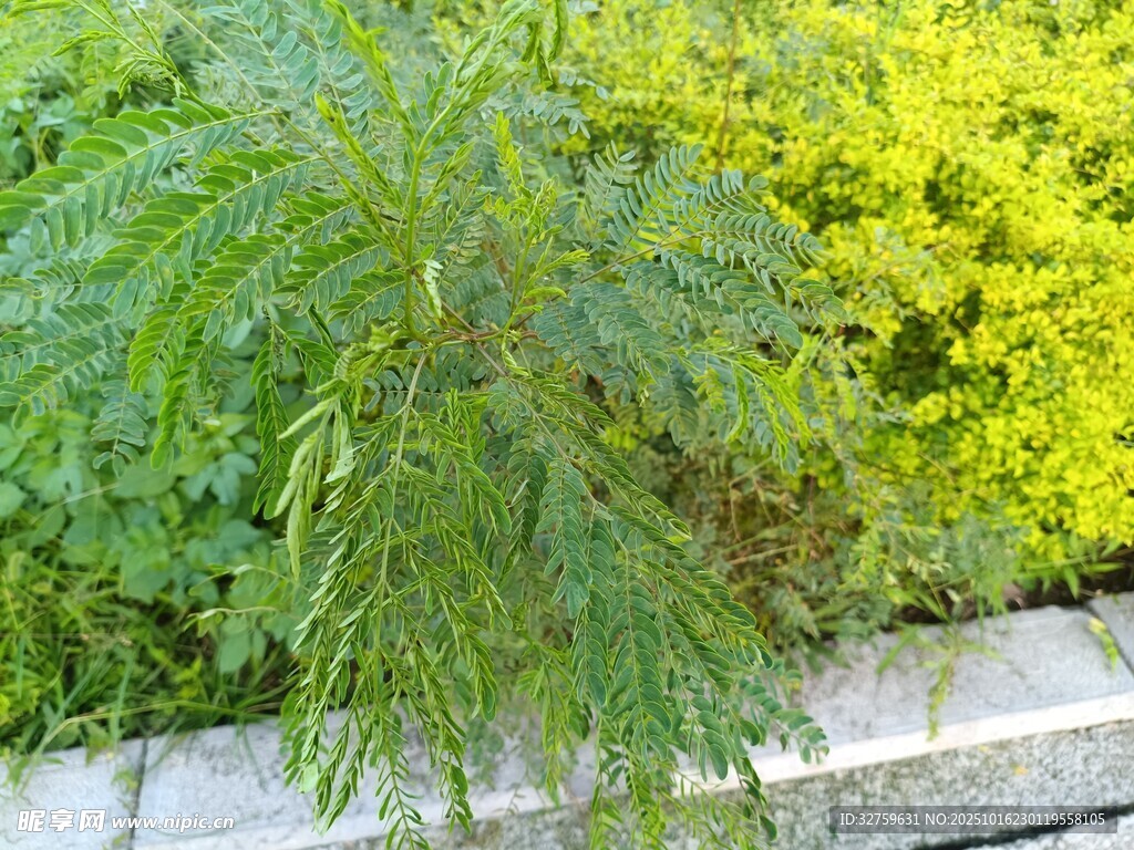 绿叶繁茂的植物