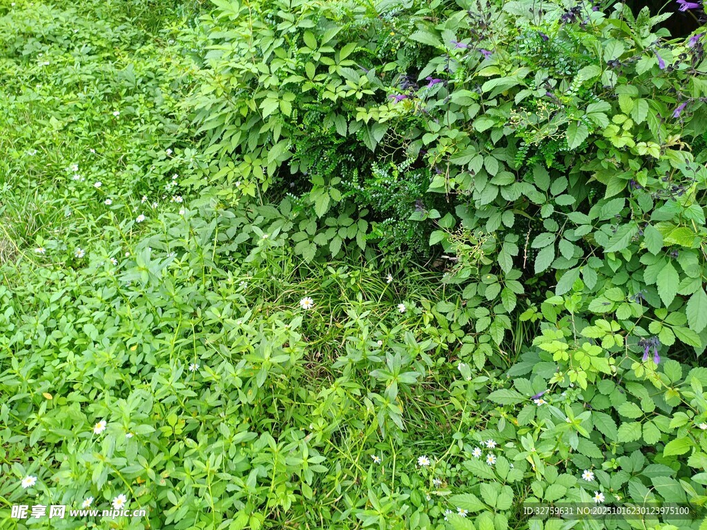 翠绿繁茂的野生植物景观