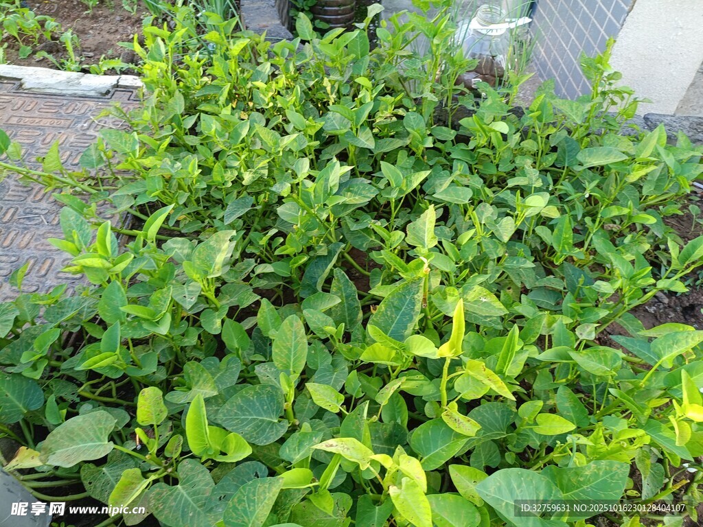 茂盛的绿色植物景观