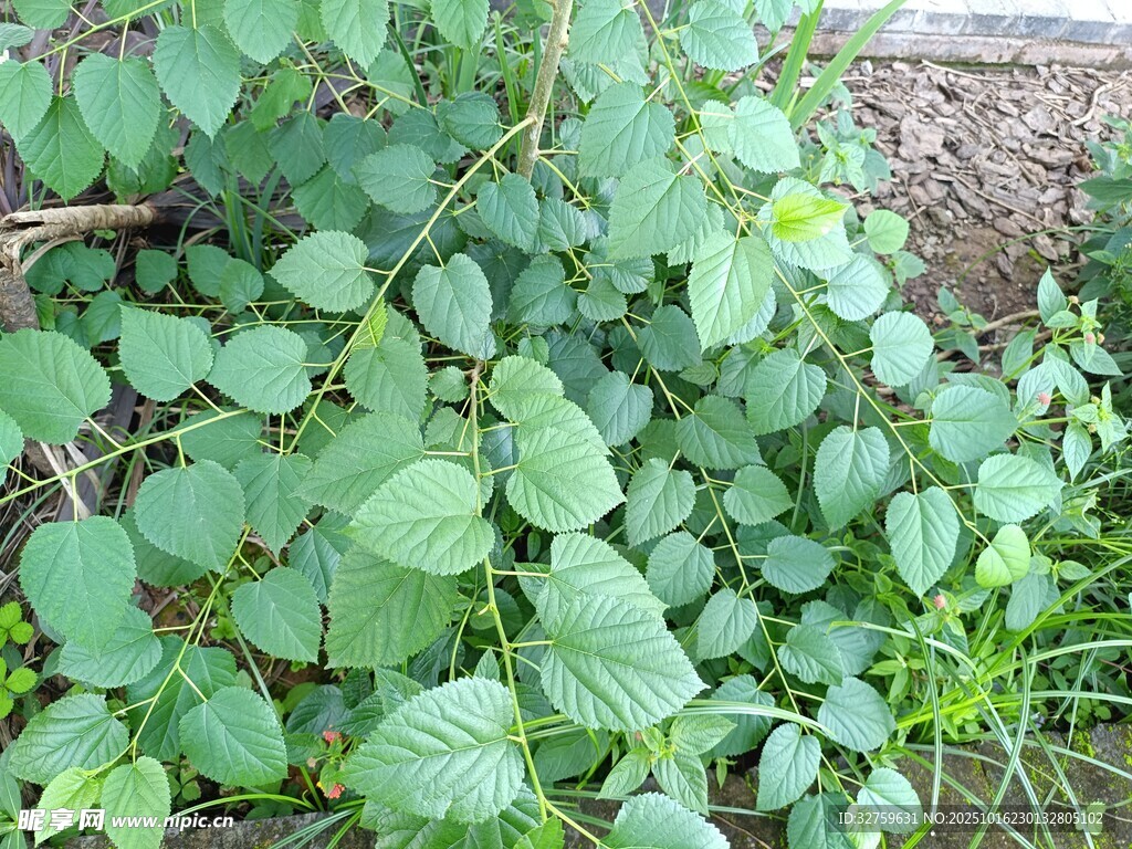 绿叶繁茂的地面植物